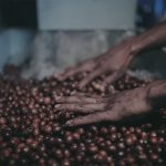 فراوری قهوه